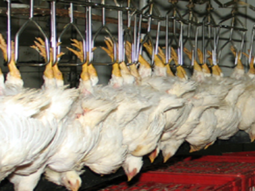 Animal Welfare Handling for Poultry Processing