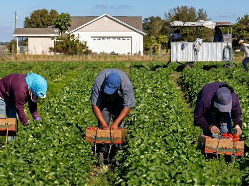 Leadership, Accountability and Corporate Social Compliance in Agribusiness