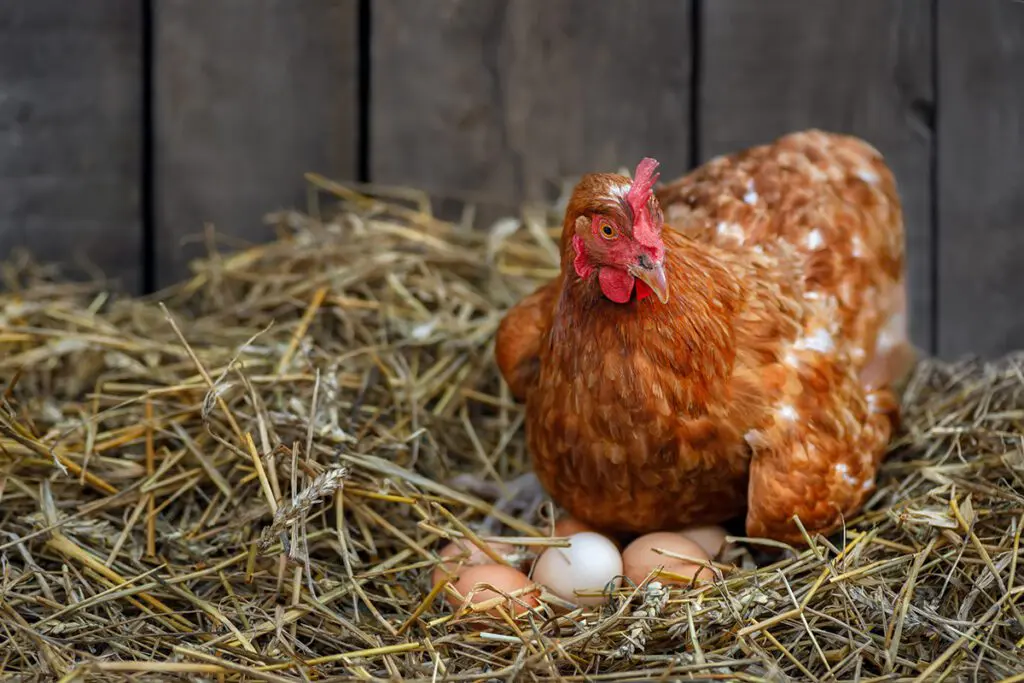 Best poultry training: Preparing for Victoria’s 2026 Poultry Welfare Requirements