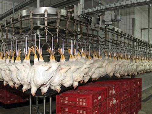 Animal Welfare Handling for Poultry Processing