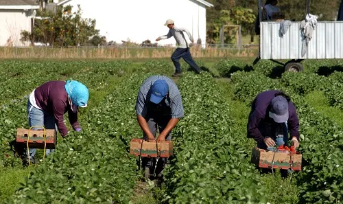 Leadership, Accountability and Corporate Social Compliance in Agribusiness