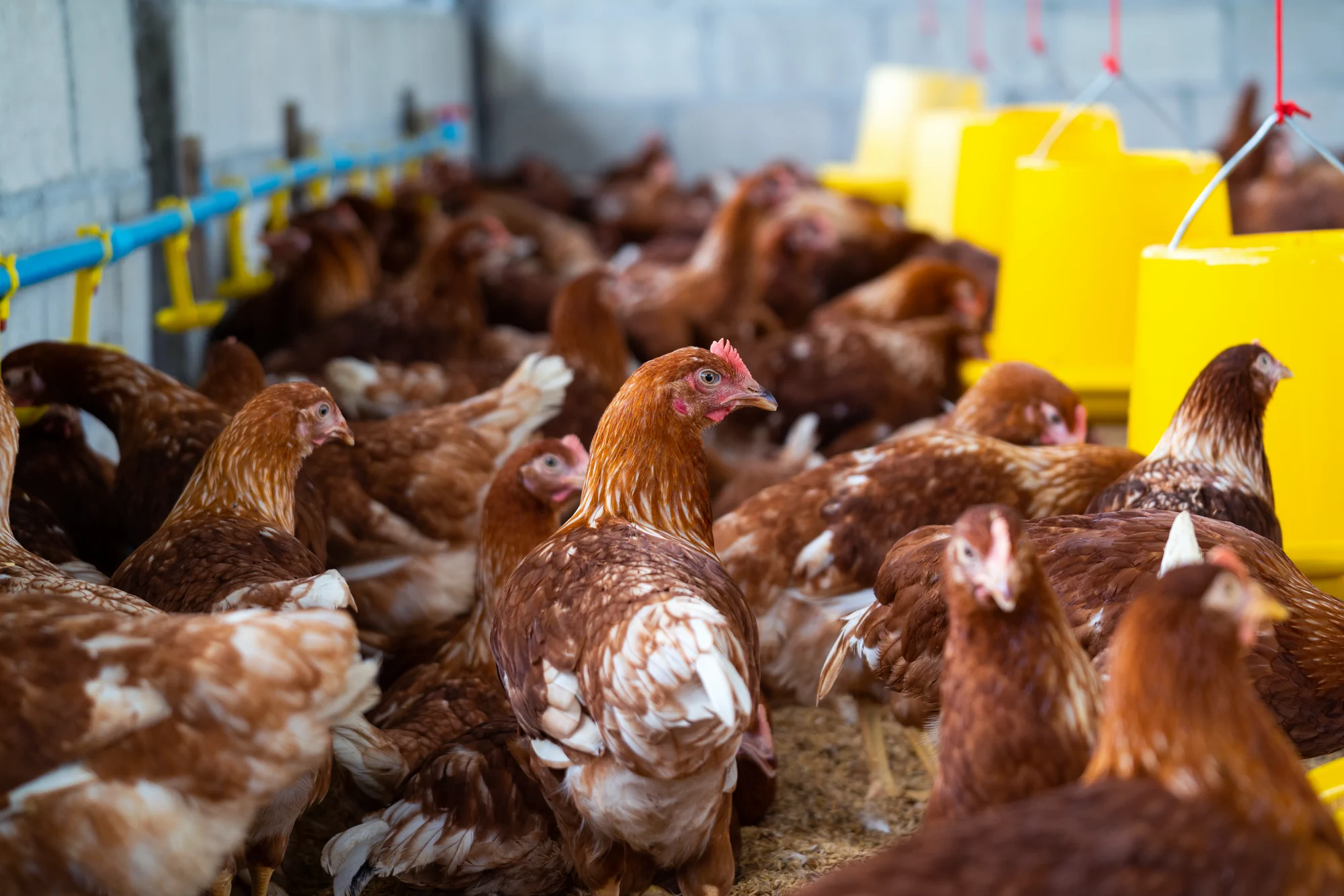 Livestock handling techniques vs traditional methods: which is safer?